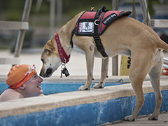 Service dog assisting a swimmer with a disability.